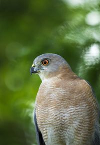 Close-up of owl perching outdoors