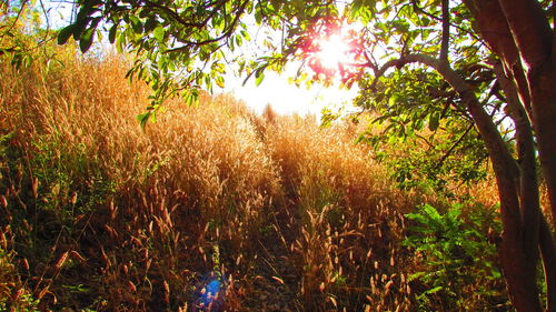 Sun shining through trees