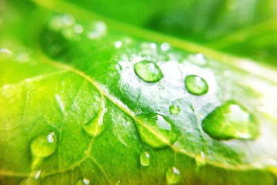 Close-up of raindrops on leaves