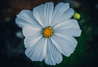 Close-up of flower blooming outdoors