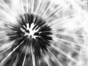 Full frame shot of dandelion flower