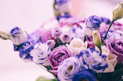 Close-up of multi colored roses against white background