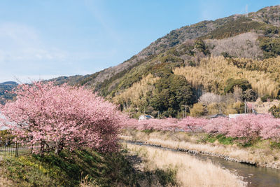 View of cherry trees along plants
