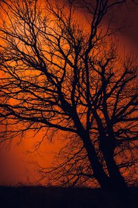 Low angle view of silhouette bare tree against orange sky