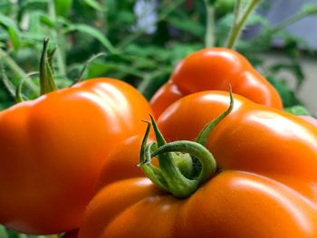 Close-up of fresh tomatoes