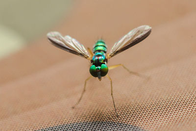 Close-up of dragonfly