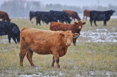 Cows on field