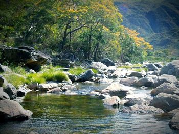 Scenic view of river in forest