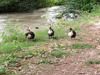 Ducks in a lake