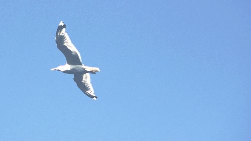 Low angle view of seagull flying against clear blue sky