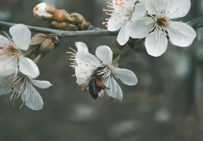 Close-up of white cherry blossoms