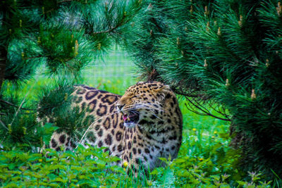 Tiger in a forest