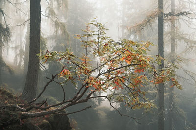 Trees in forest during foggy weather