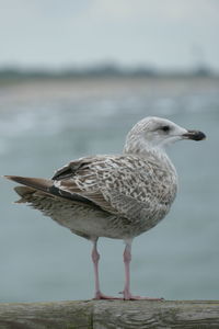 Close-up of seagull perching on wood