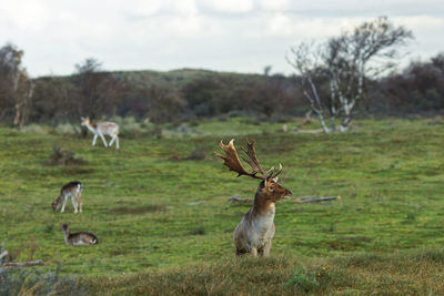 Deer in a field