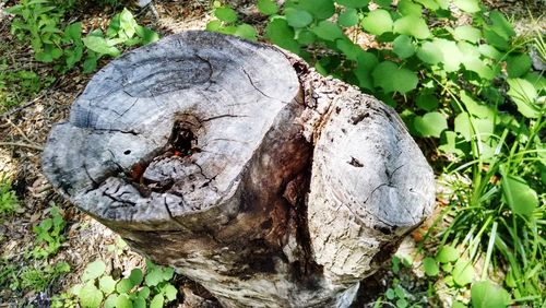 Close-up of dead tree trunk