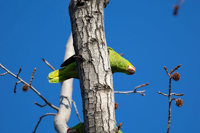 Red crowned parrot in a sweetgum tree in los angeles