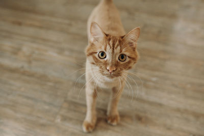 A red haired trimmed cat with a funny pug looks up with his eyes