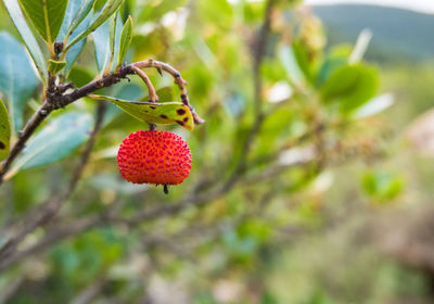 Close-up of red berry growing on plant
