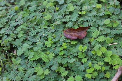 High angle view of wet leaves on field