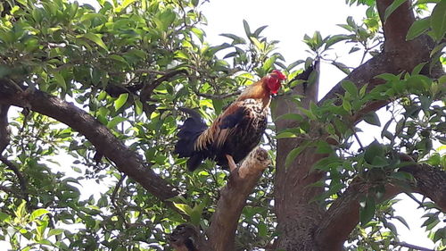 Low angle view of eagle perching on tree against sky