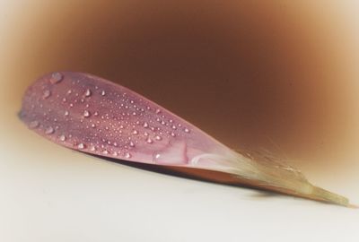 Close-up of leaf over white background