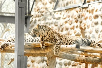 Close-up of leopards lying on bamboo structure in zoo