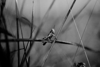 Close-up of insect perching on fence