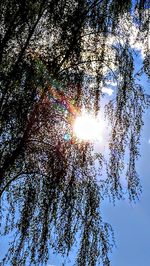 Low angle view of sun shining through trees