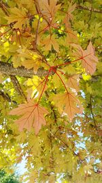 Low angle view of leaves on tree