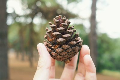 Close-up of hand holding pine cone