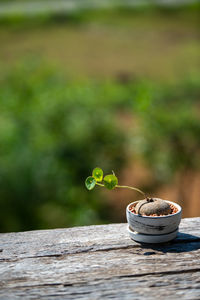 Close-up of tea on table