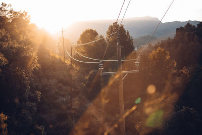 Panoramic view of trees electric tower and plants during sunset