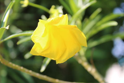 Close-up of yellow flower