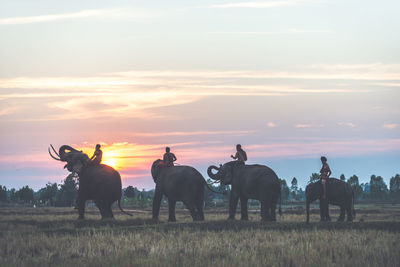 Horses on a field