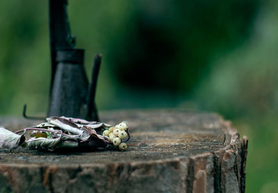 Close-up of lizard