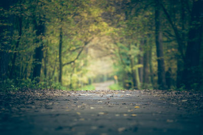 Road amidst trees in forest during autumn