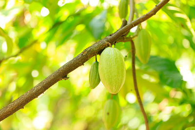 Close-up of fruit growing on tree