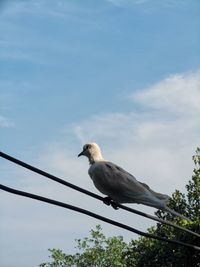 Low angle view of bird perching on cable against sky