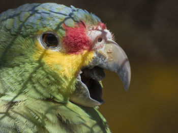 animal themes