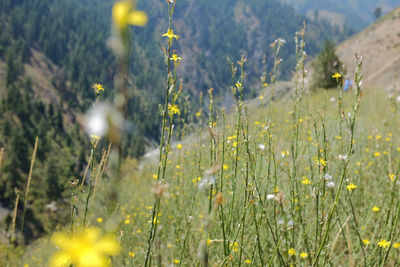 Close-up of yellow flowering plants on field