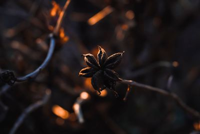 Close-up of wilted plant