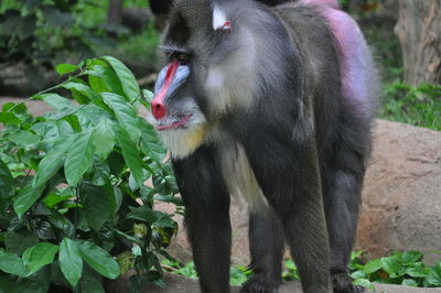 Mandrill by plants in zoo