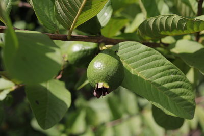 Close-up of berries growing on tree