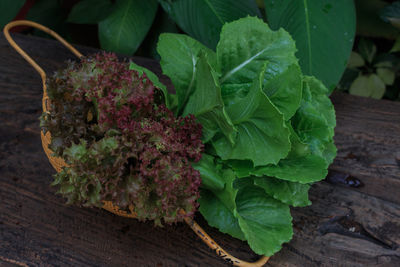 Close-up of lettuce