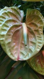 High angle view of fruit on plant