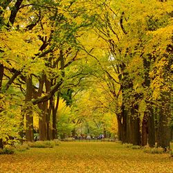 Trees in city during autumn