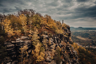 Trees growing on rock against sky