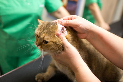 Hand holding cat