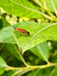 Close-up of insect on leaf